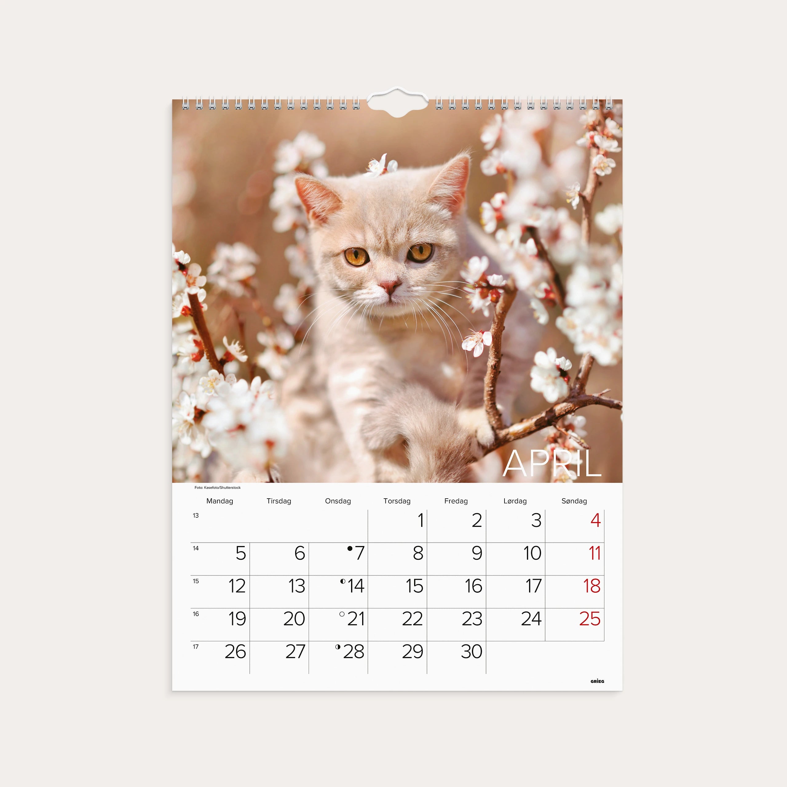 Veggkalender 2027 Katter