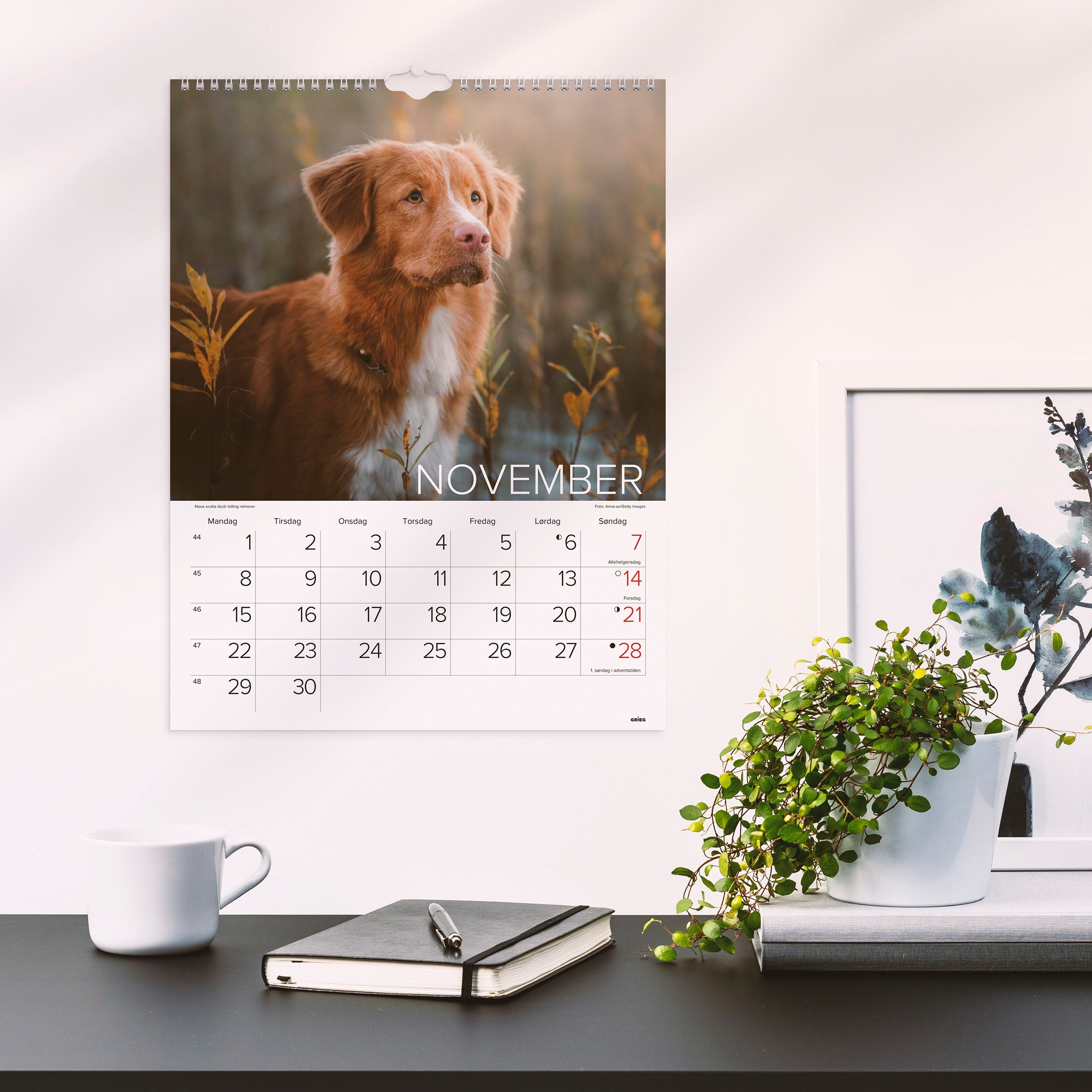Veggkalender 2027 Hunder